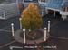 111_Lindenhof